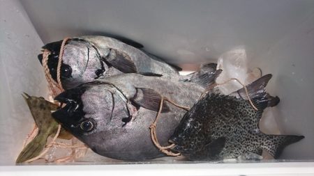 しば渡船 釣果