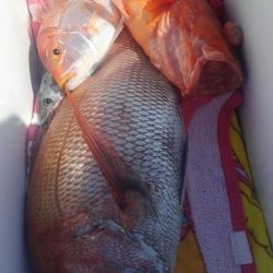 遊漁船 新鋭丸 釣果