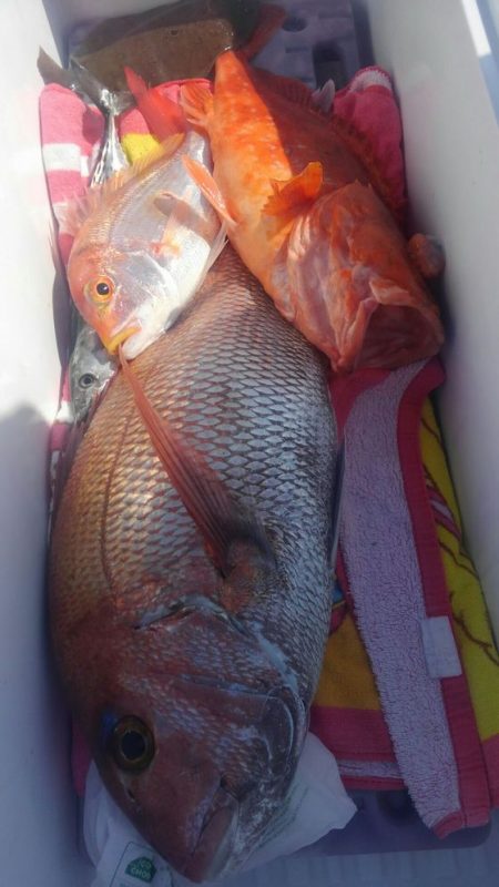 遊漁船 新鋭丸 釣果