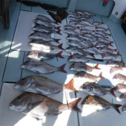 遊漁船 幸友丸 釣果