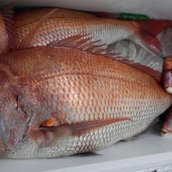 遊漁船 新鋭丸 釣果