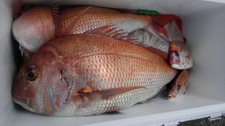 遊漁船 新鋭丸 釣果