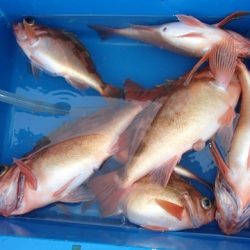 第二むつ漁丸 釣果