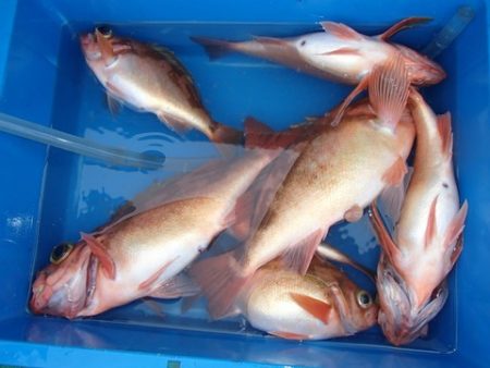 第二むつ漁丸 釣果