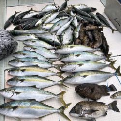 ふじしめ丸 釣果