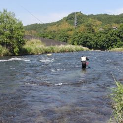 狩野川(狩野川漁業協同組合) 釣果