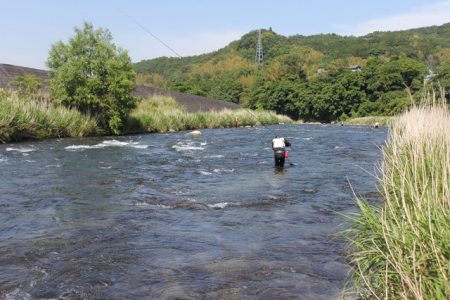 狩野川(狩野川漁業協同組合) 釣果