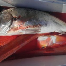 遊漁船 新鋭丸 釣果