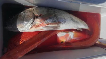 遊漁船 新鋭丸 釣果