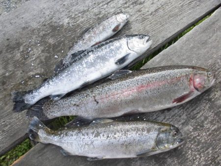 高萩ふれあいの里フィッシングエリア 釣果