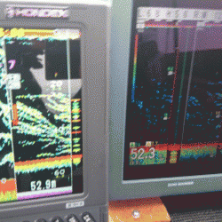 遊漁船ブルーウッズ 釣果