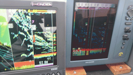 遊漁船ブルーウッズ 釣果