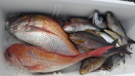 遊漁船 新鋭丸 釣果