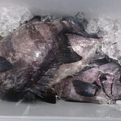 しば渡船 釣果
