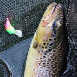 小菅トラウトガーデン 釣果