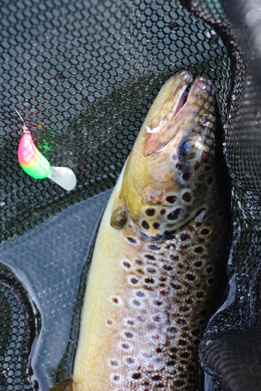 小菅トラウトガーデン 釣果