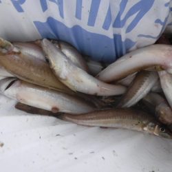 遊漁船 幸友丸 釣果