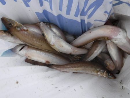 遊漁船 幸友丸 釣果