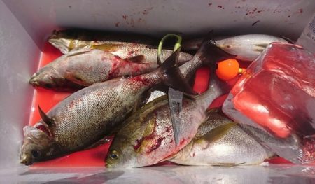 しば渡船 釣果