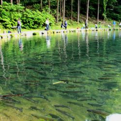 小菅トラウトガーデン 釣果