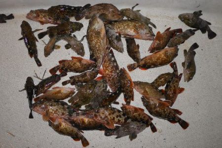 TOPGUN名古屋 釣果