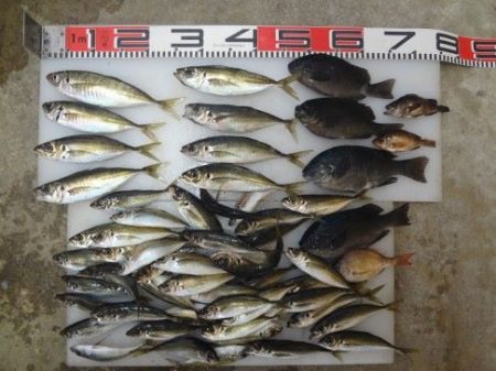 のとじま臨海公園海づりセンター 釣果