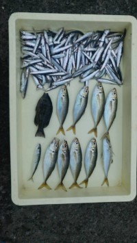 和歌山マリーナシティ釣り公園 釣果