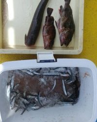 和歌山マリーナシティ釣り公園 釣果