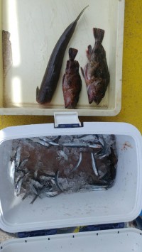 和歌山マリーナシティ釣り公園 釣果