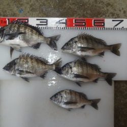 のとじま臨海公園海づりセンター 釣果