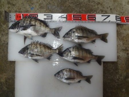 のとじま臨海公園海づりセンター 釣果