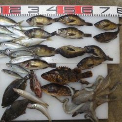 のとじま臨海公園海づりセンター 釣果