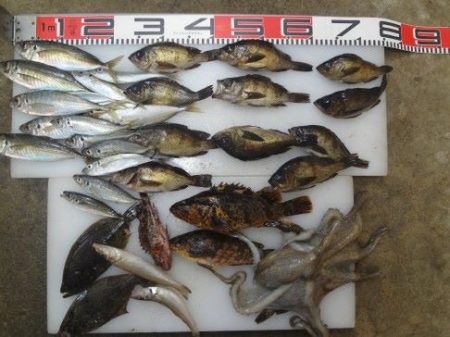 のとじま臨海公園海づりセンター 釣果