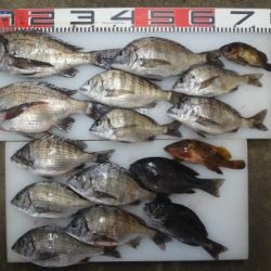 のとじま臨海公園海づりセンター 釣果