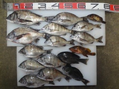 のとじま臨海公園海づりセンター 釣果