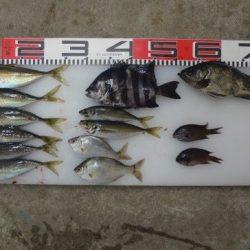 のとじま臨海公園海づりセンター 釣果
