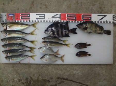 のとじま臨海公園海づりセンター 釣果