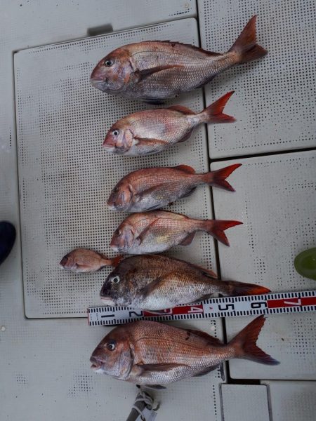 釣り船くわだ 釣果