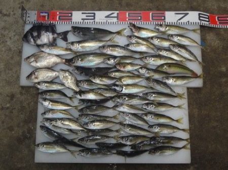 のとじま臨海公園海づりセンター 釣果