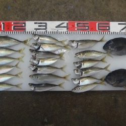 のとじま臨海公園海づりセンター 釣果