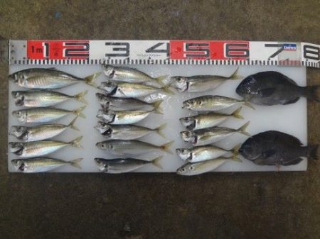 のとじま臨海公園海づりセンター 釣果