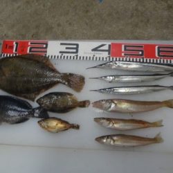 のとじま臨海公園海づりセンター 釣果