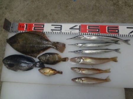 のとじま臨海公園海づりセンター 釣果