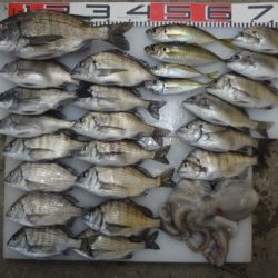 のとじま臨海公園海づりセンター 釣果