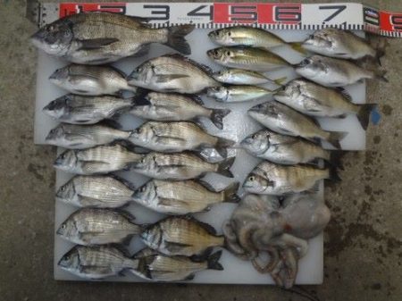 のとじま臨海公園海づりセンター 釣果