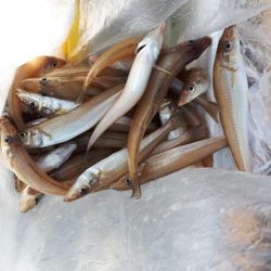 釣り船くわだ 釣果