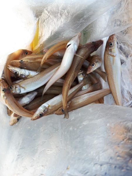 釣り船くわだ 釣果