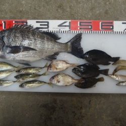 のとじま臨海公園海づりセンター 釣果