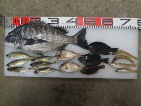 のとじま臨海公園海づりセンター 釣果