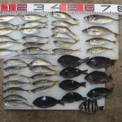 のとじま臨海公園海づりセンター 釣果